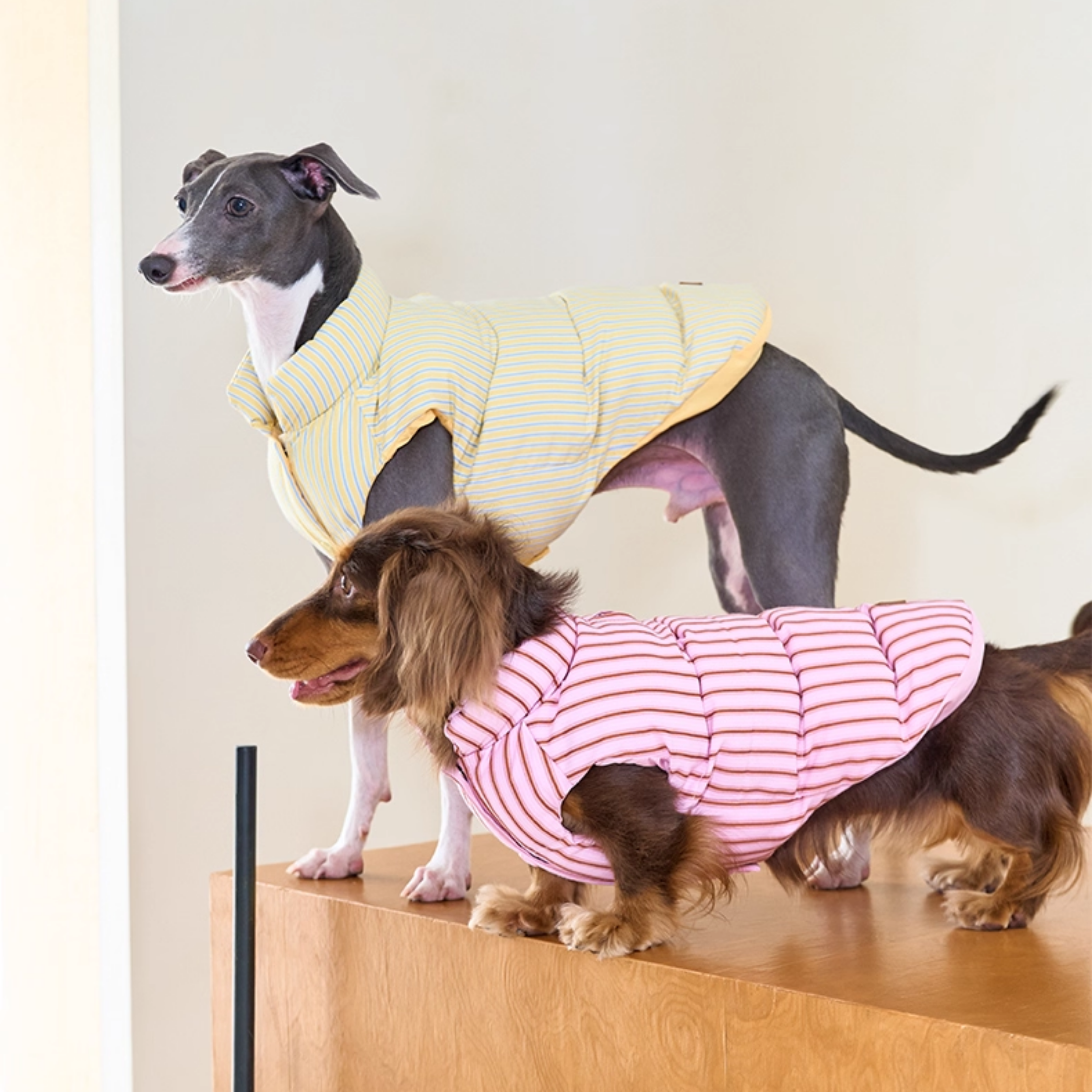 ストライプパフアウター