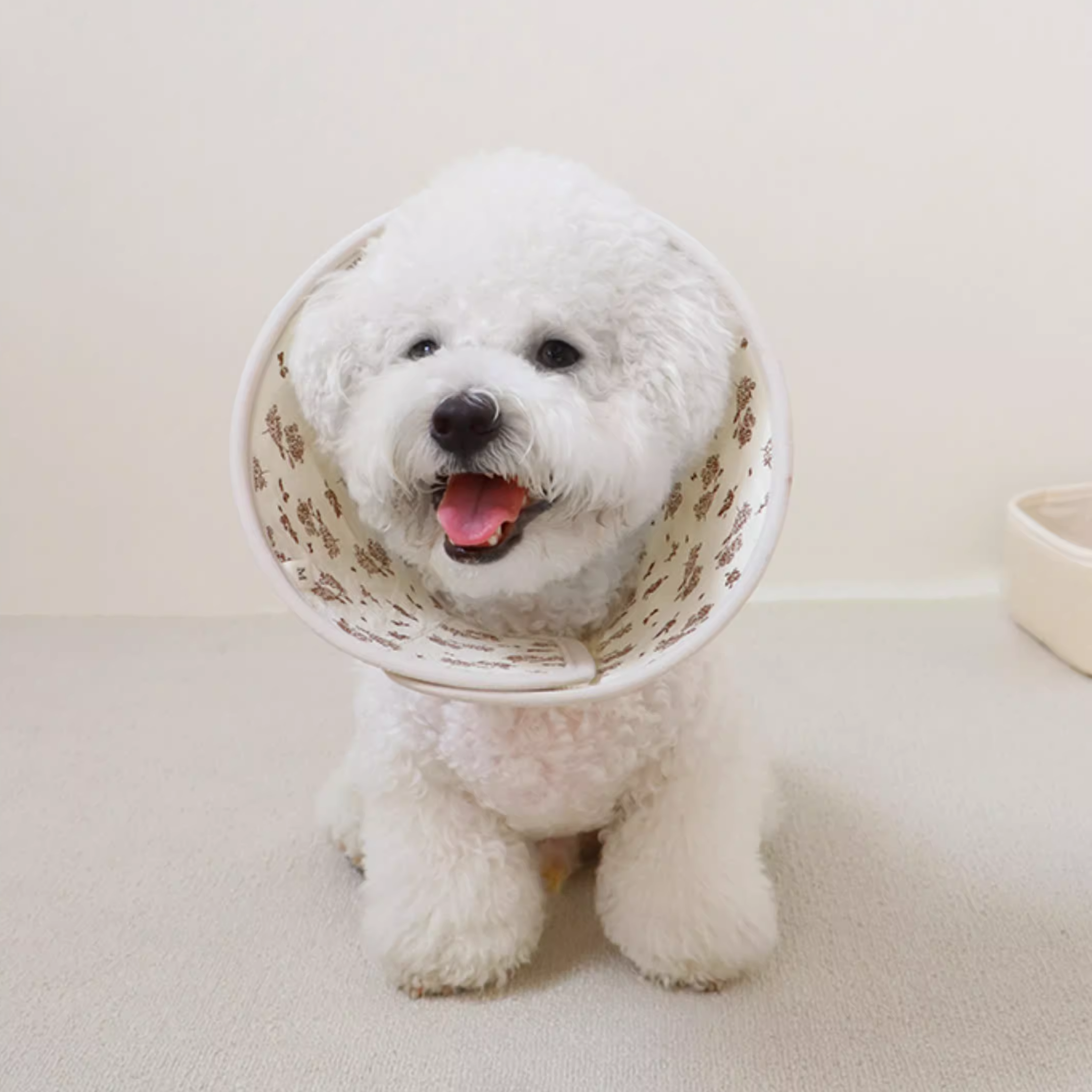 フラワーソフトエリザベス