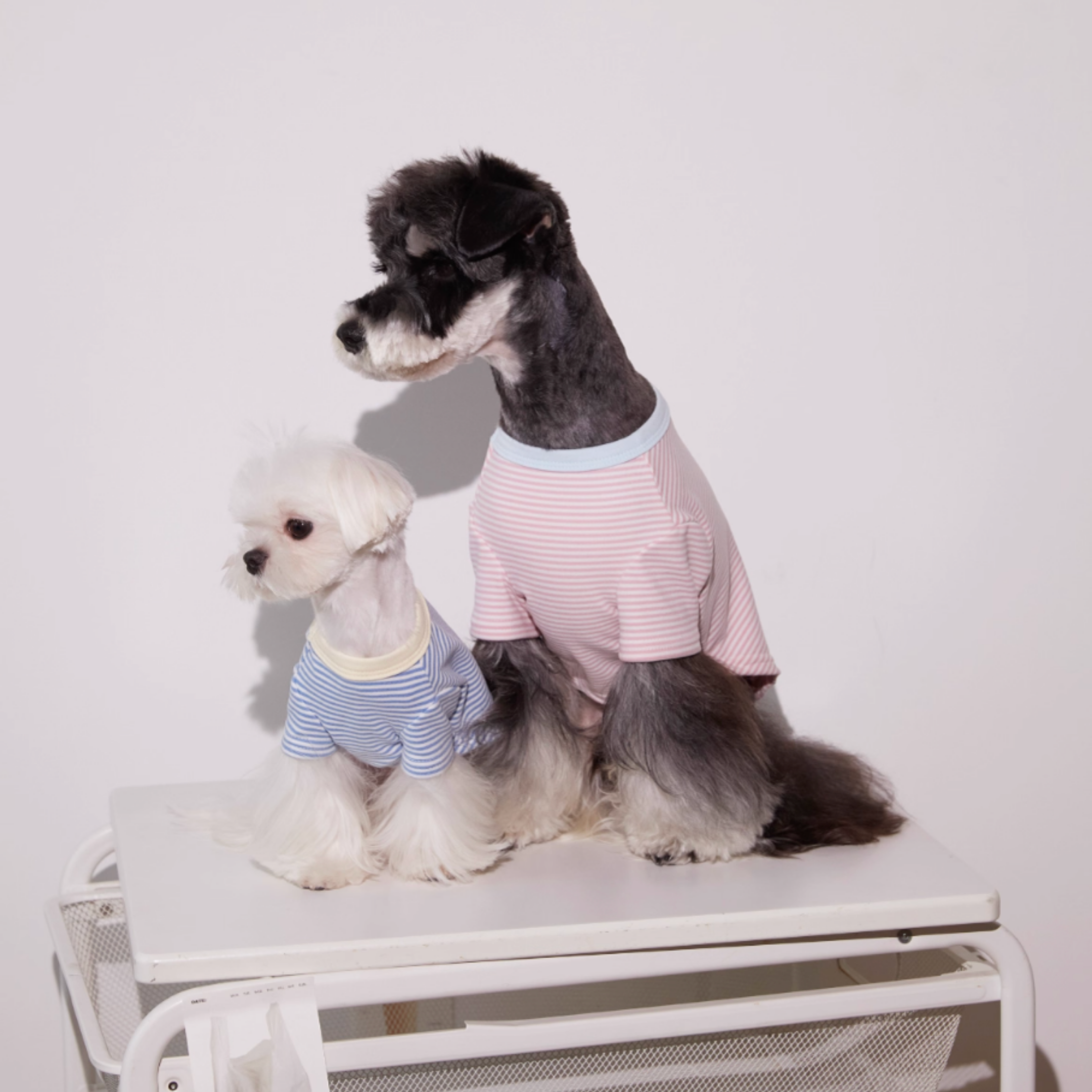 ボーダーコットントップス