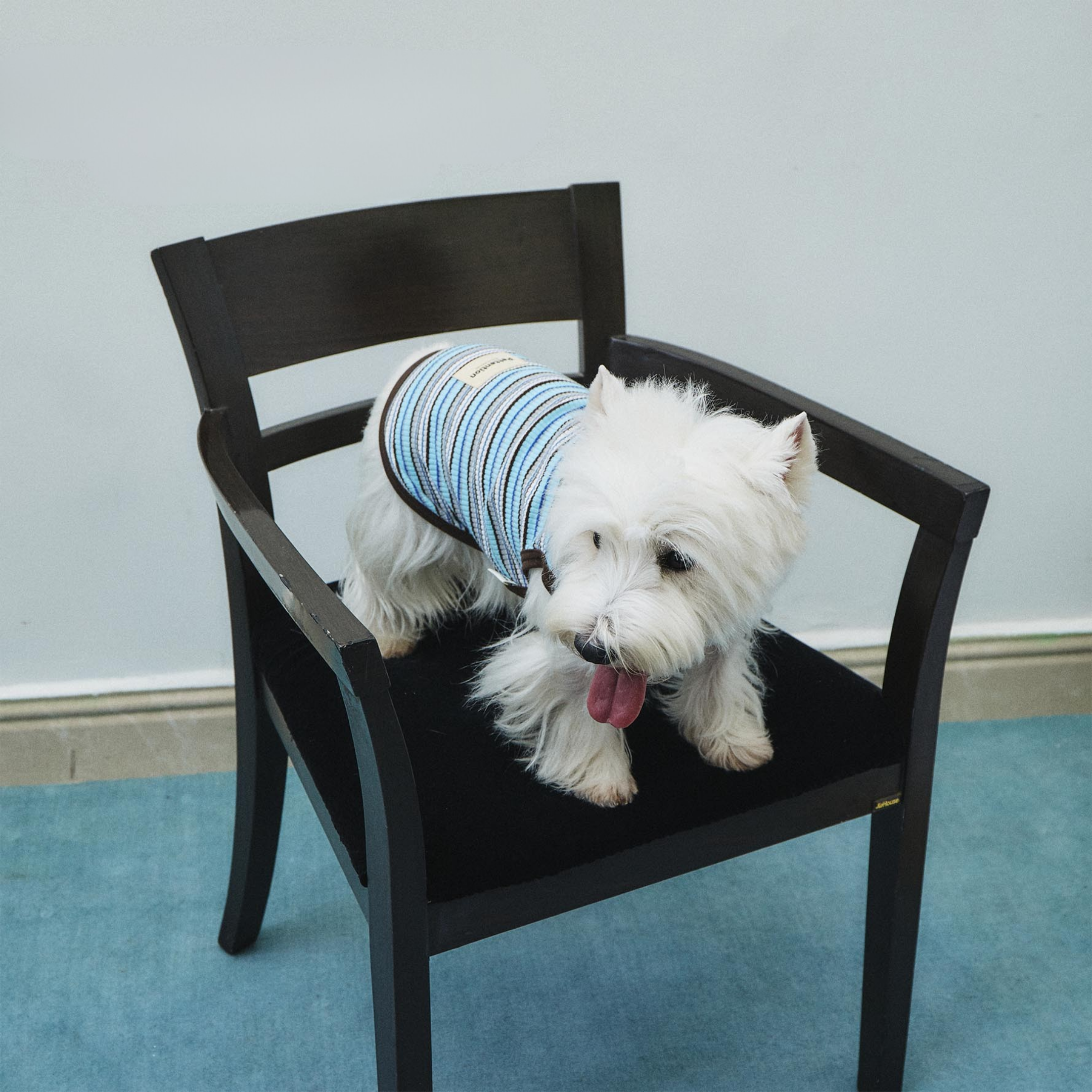 マルチボーダートップス