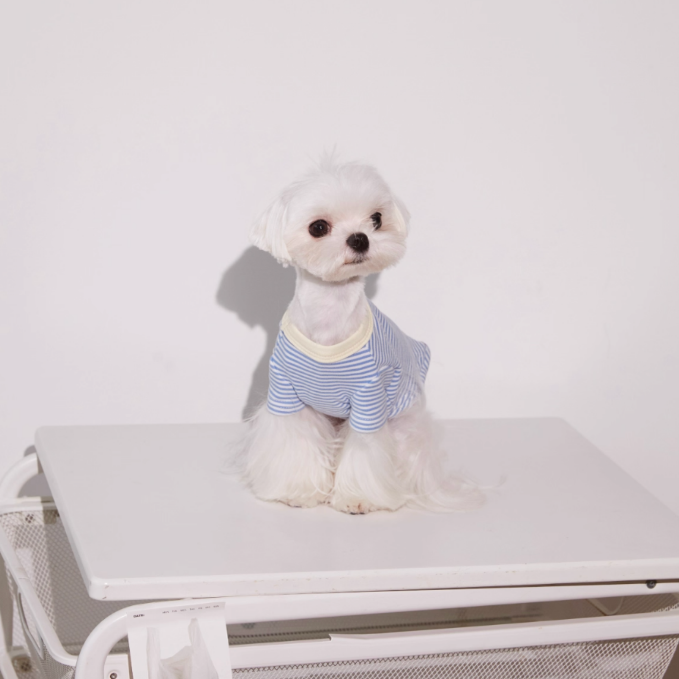 ボーダーコットントップス