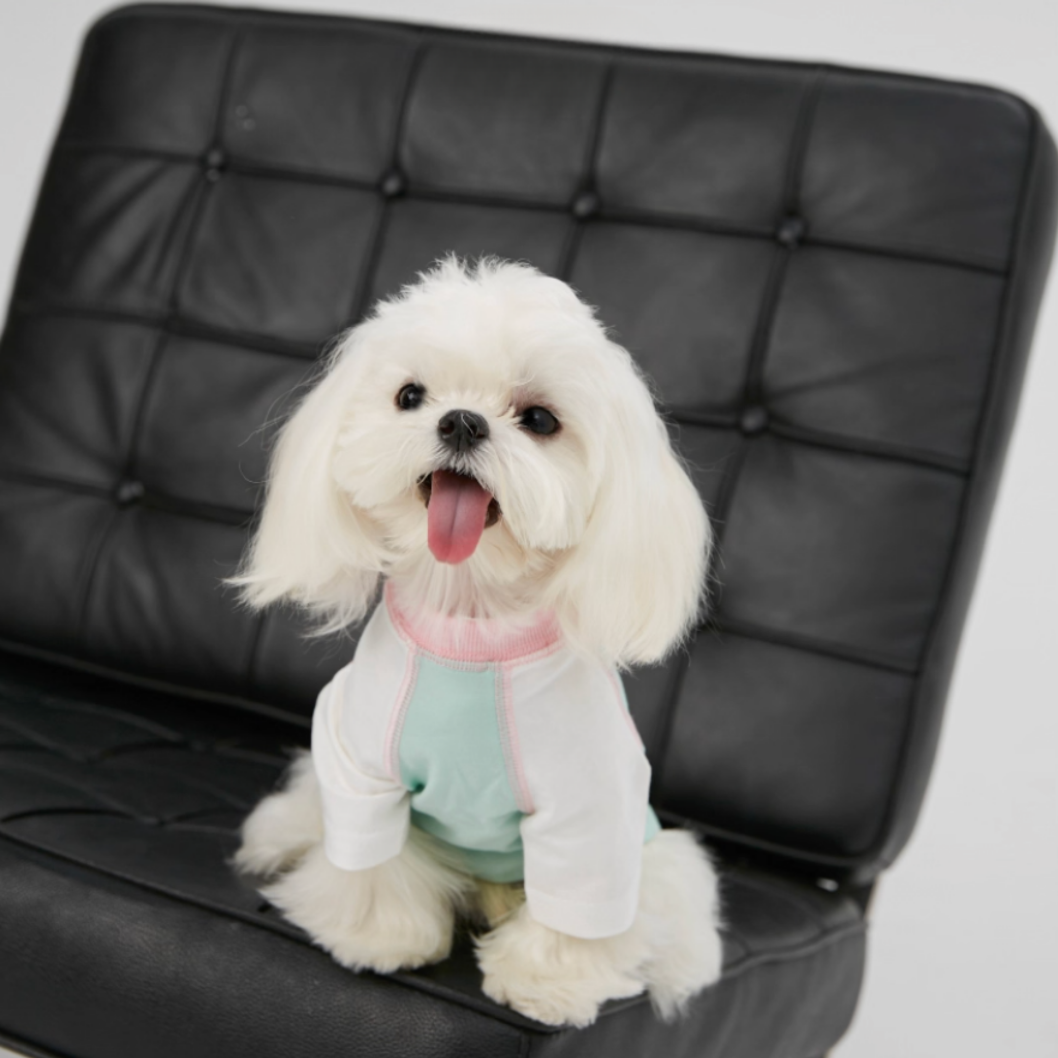 バイカラーラグラントップス