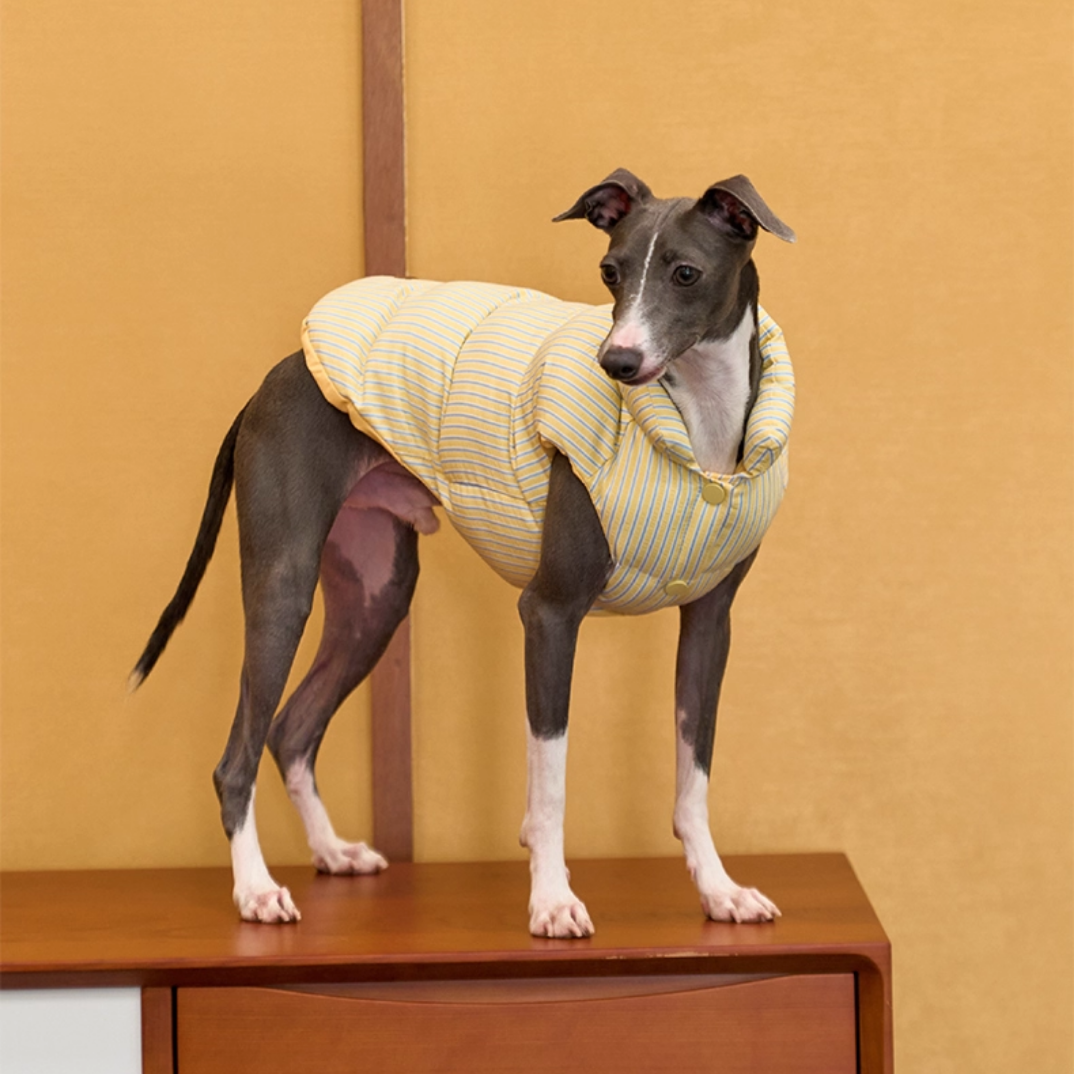 ストライプパフアウター