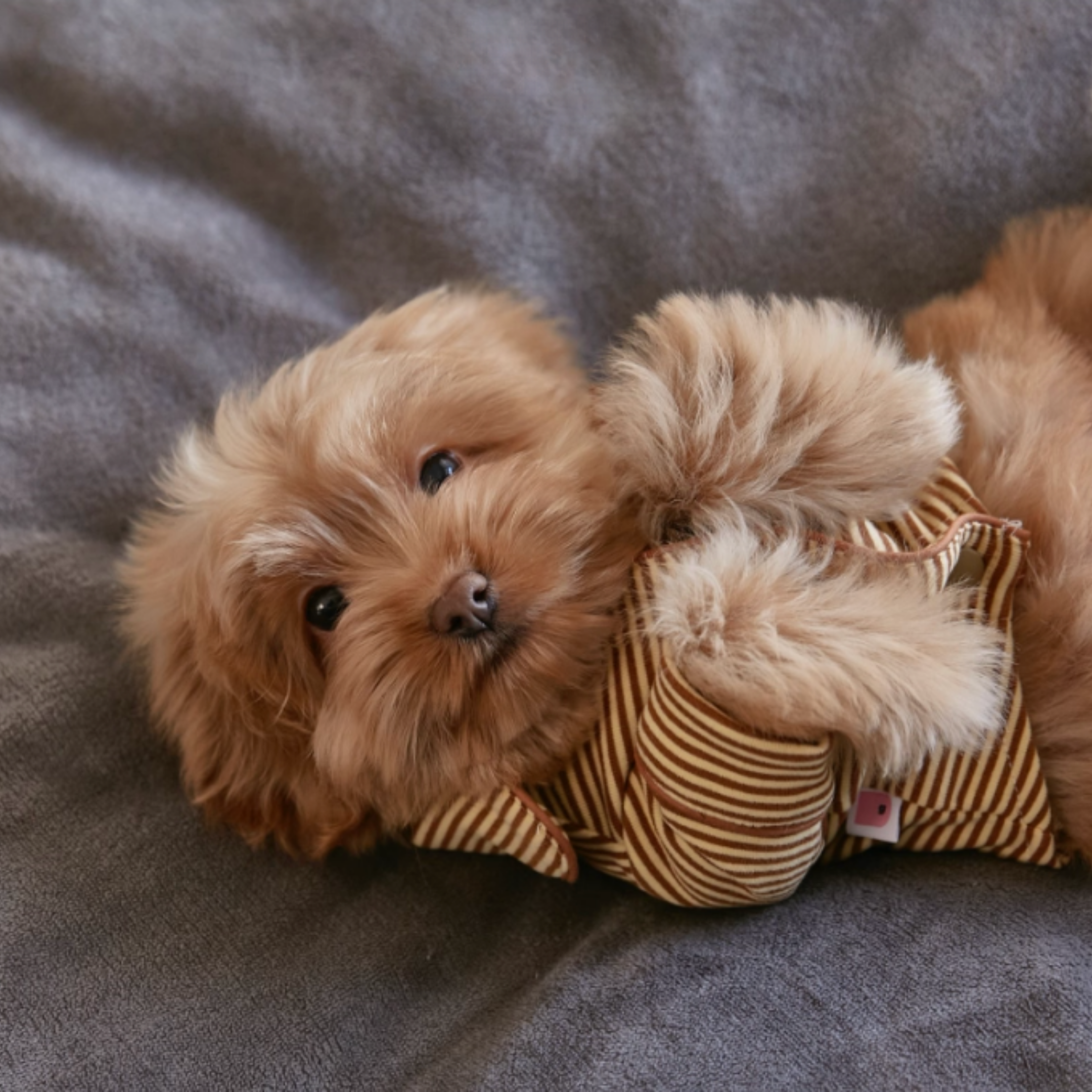 ストライプシャツトップス