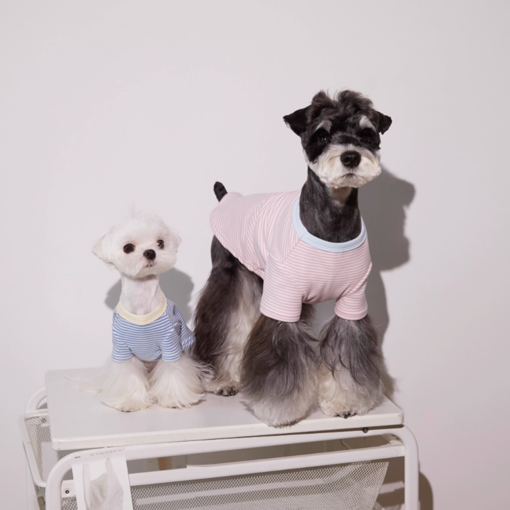 ボーダーコットントップス