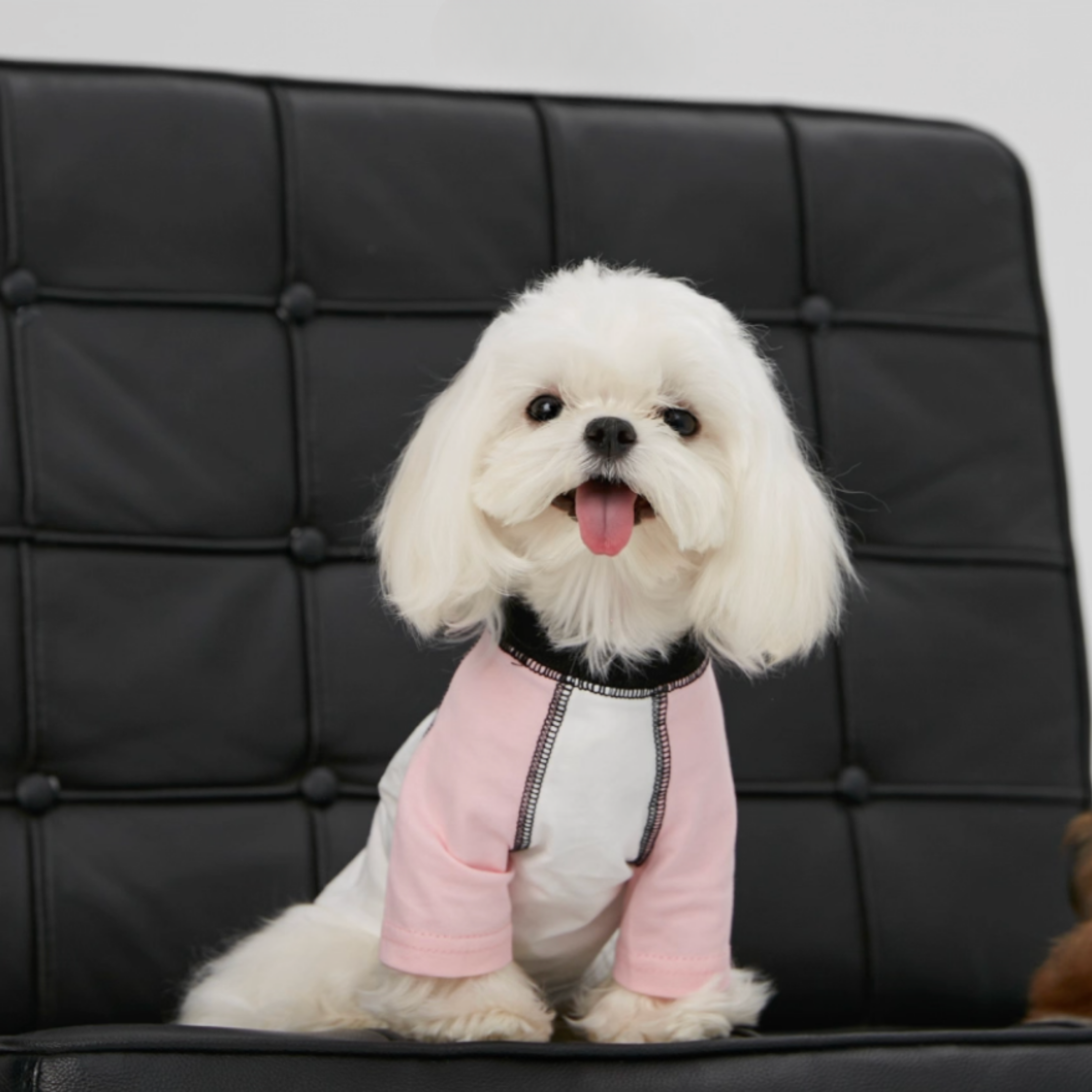 バイカラーラグラントップス