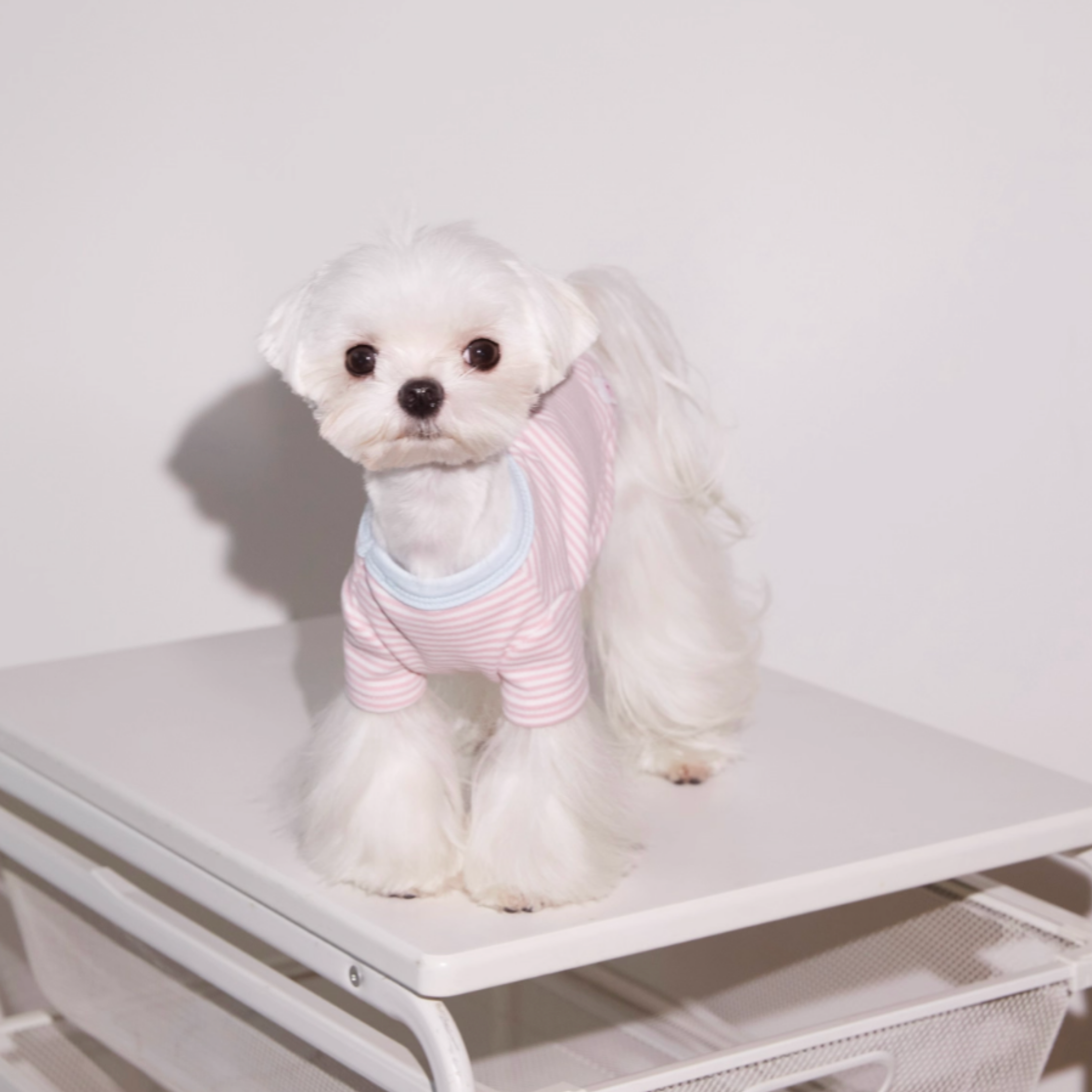 ボーダーコットントップス